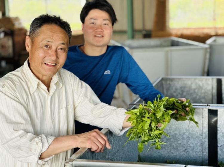 新茶　特上かりがねほうじ茶　100ｇ【予約受付中】