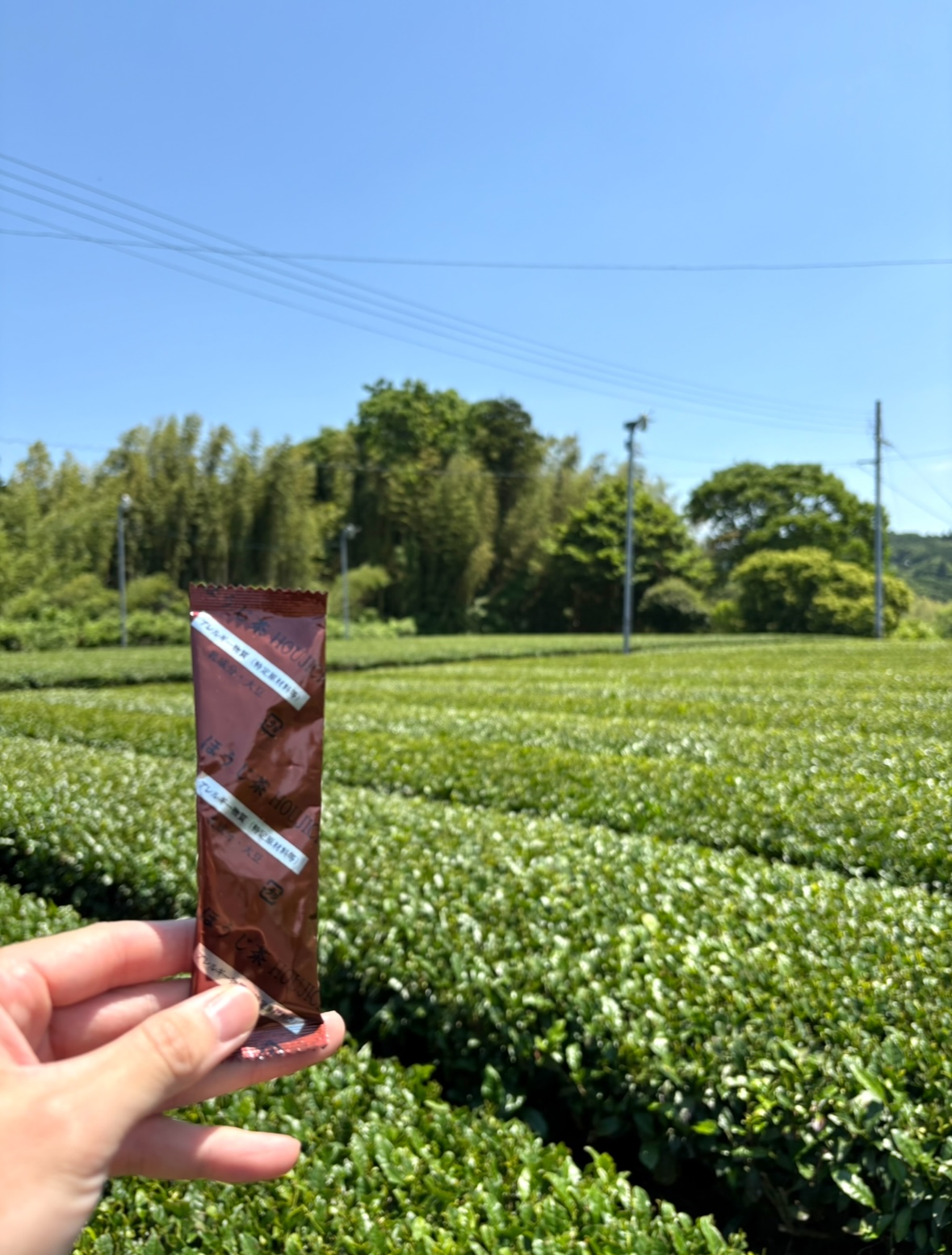 泡立つほうじ茶ラテ　[1本]